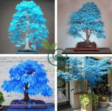Blue Maple Tree 100 Seeds