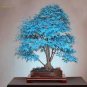 Blue Maple Tree 100 Seeds
