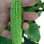 Taiwan 's Long Green Balsam pear Bitter Melon 20 Seeds