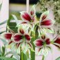 True Amaryllis Bulbs Papilio Hippeastrum Bulbs 10 Seeds