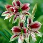 True Amaryllis Bulbs Papilio Hippeastrum Bulbs 10 Seeds