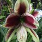 True Amaryllis Bulbs Papilio Hippeastrum Bulbs 10 Seeds