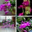 Beautiful Zygocactus Truncatus 40 Seeds