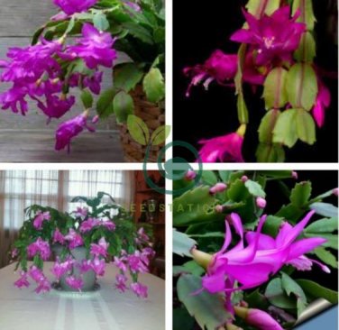 Beautiful Zygocactus Truncatus 40 Seeds