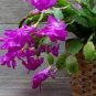 Beautiful Zygocactus Truncatus 40 Seeds