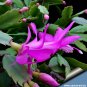 Beautiful Zygocactus Truncatus 40 Seeds
