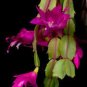 Beautiful Zygocactus Truncatus 40 Seeds