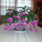 Beautiful Zygocactus Truncatus 40 Seeds