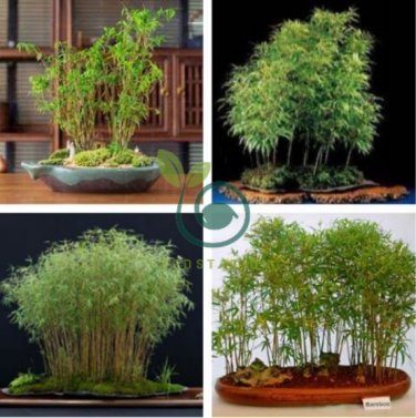 Black Lucky Bamboo Bonsai 100 Seeds