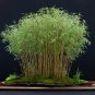 Black Lucky Bamboo Bonsai 100 Seeds