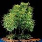 Black Lucky Bamboo Bonsai 100 Seeds