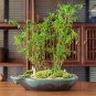 Black Lucky Bamboo Bonsai 100 Seeds