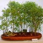 Black Lucky Bamboo Bonsai 100 Seeds
