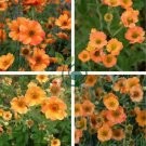 Geum 'Totally Tangerine' Avens Flower 40 Seeds