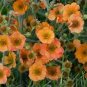Geum 'Totally Tangerine' Avens Flower 40 Seeds