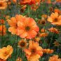 Geum 'Totally Tangerine' Avens Flower 40 Seeds
