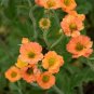 Geum 'Totally Tangerine' Avens Flower 40 Seeds
