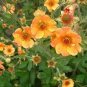 Geum 'Totally Tangerine' Avens Flower 40 Seeds