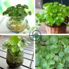 Hydrocotyle Vulgaris Aquatic Plants Money Grass Coins 60 Seeds