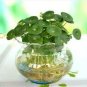 Hydrocotyle Vulgaris Aquatic Plants Money Grass Coins 60 Seeds