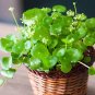Hydrocotyle Vulgaris Aquatic Plants Money Grass Coins 60 Seeds