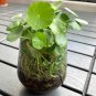 Hydrocotyle Vulgaris Aquatic Plants Money Grass Coins 60 Seeds