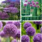 Purple Giant Allium Giganteum 200 Seeds