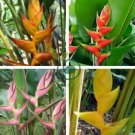 Heliconia Seed Perennial Angiosperm Plants Flower Succulent 200 Seeds
