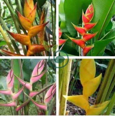 Heliconia Seed Perennial Angiosperm Plants Flower Succulent 200 Seeds