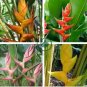 Heliconia Seed Perennial Angiosperm Plants Flower Succulent 200 Seeds