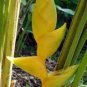 Heliconia Seed Perennial Angiosperm Plants Flower Succulent 200 Seeds