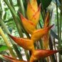 Heliconia Seed Perennial Angiosperm Plants Flower Succulent 200 Seeds