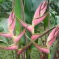 Heliconia Seed Perennial Angiosperm Plants Flower Succulent 200 Seeds