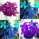 Pudica Linn Bashful Grass 60 Seeds