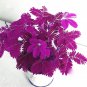 Pudica Linn Bashful Grass 60 Seeds