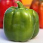 Giant Sweet Pepper 400 Seeds