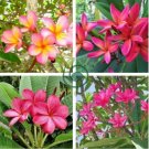 Plumeria 400 Seeds