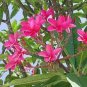 Plumeria 400 Seeds