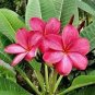 Plumeria 400 Seeds