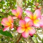 Plumeria 400 Seeds