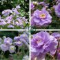 Geranium 'Gernic' Summer Skies Bonsai Flowers 20 Seeds