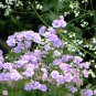 Geranium 'Gernic' Summer Skies Bonsai Flowers 20 Seeds