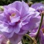 Geranium 'Gernic' Summer Skies Bonsai Flowers 20 Seeds