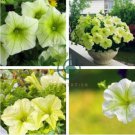 'Xihe Lv' Fully Green Petunia Annual Flowers 400 Seeds