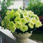 'Xihe Lv' Fully Green Petunia Annual Flowers 400 Seeds