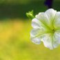 'Xihe Lv' Fully Green Petunia Annual Flowers 400 Seeds