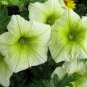 'Xihe Lv' Fully Green Petunia Annual Flowers 400 Seeds