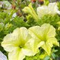 'Xihe Lv' Fully Green Petunia Annual Flowers 400 Seeds