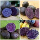Potato Purple Color 200 Seeds