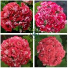 Geranium Rose Red Rosebud Hybrid 20 Seeds